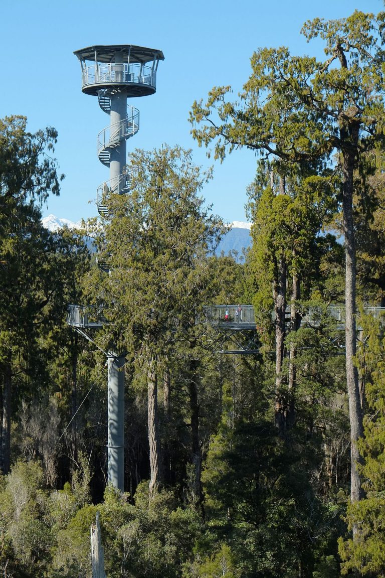 View of the tower at West Coast Treetop Walk & Cafe in Hokitika
