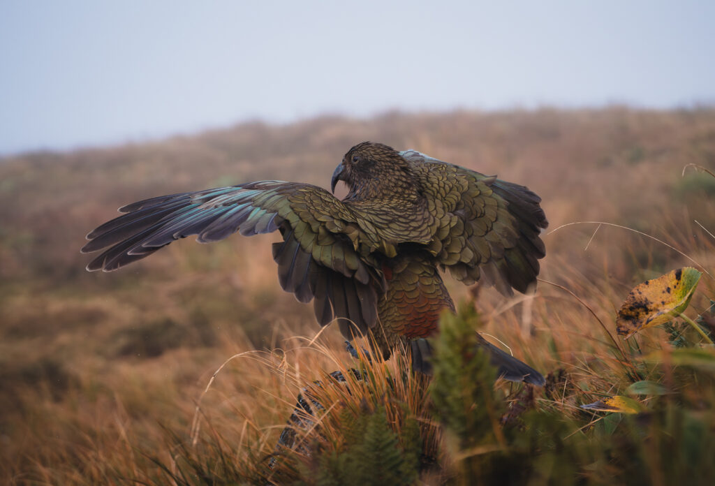 bird sitting on peak
